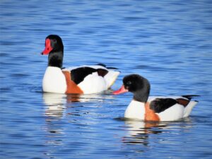 共通の友人経由で復縁を頼む方法は？