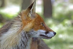 復縁を望む男性が相談後に自然に誘うための一言は？